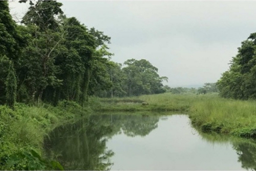 Jungle Safari in Nepal