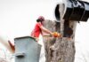 Do You Need Permit from the North Sydney Council for Tree Removal