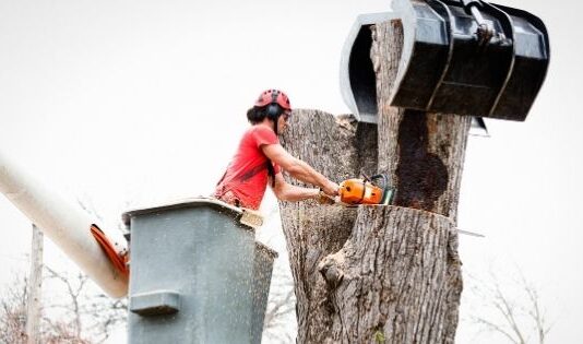 Do You Need Permit from the North Sydney Council for Tree Removal