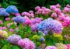 The Sweet Romance of Hydrangeas