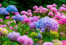 The Sweet Romance of Hydrangeas