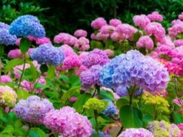 The Sweet Romance of Hydrangeas