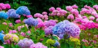 The Sweet Romance of Hydrangeas