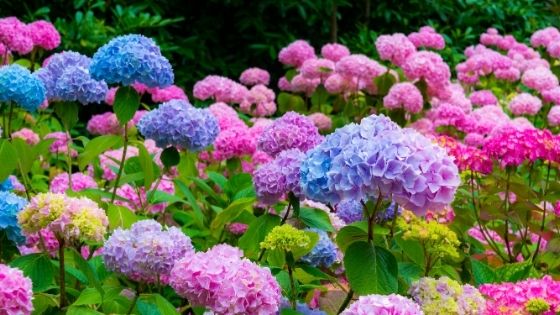 The Sweet Romance of Hydrangeas