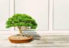 Top 5 Bonsai Plants For Your Home Office