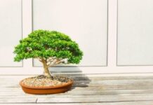 Top 5 Bonsai Plants For Your Home Office