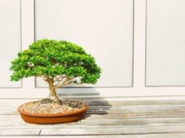 Top 5 Bonsai Plants For Your Home Office