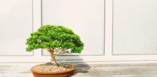 Top 5 Bonsai Plants For Your Home Office