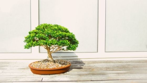 Top 5 Bonsai Plants For Your Home Office