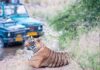 Best Places For a Tiger Safari in India