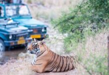 Best Places For a Tiger Safari in India