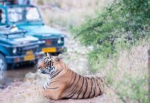 Best Places For a Tiger Safari in India