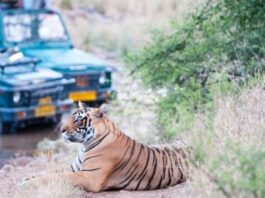 Best Places For a Tiger Safari in India