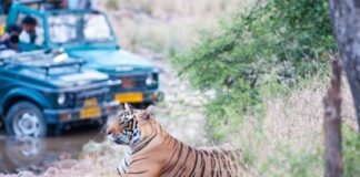 Best Places For a Tiger Safari in India
