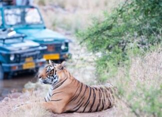 Best Places For a Tiger Safari in India