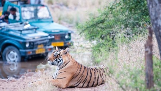 Best Places For a Tiger Safari in India