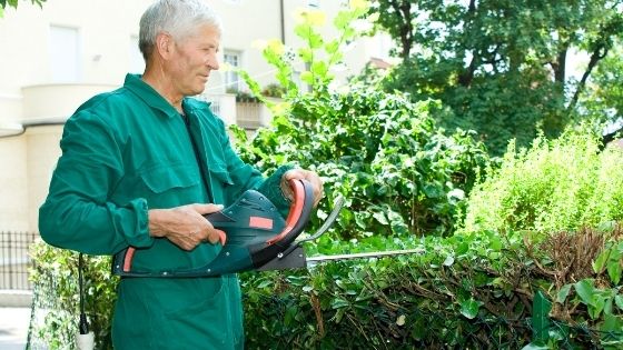 Pruning and Hedge Grown Garden Hedging