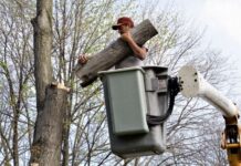 How and Why of Tree Removal Service