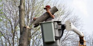 How and Why of Tree Removal Service