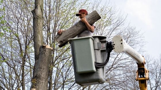 How and Why of Tree Removal Service