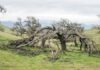 Tree Struck by Lightning - What To Do