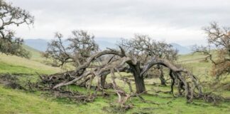 Tree Struck by Lightning - What To Do