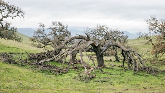 Tree Struck by Lightning - What To Do