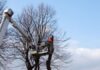 When to Prune Your Tree Throughout the Four Seasons