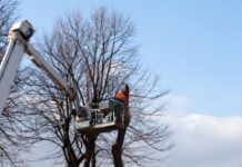 When to Prune Your Tree Throughout the Four Seasons