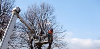 When to Prune Your Tree Throughout the Four Seasons