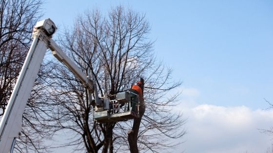 When to Prune Your Tree Throughout the Four Seasons