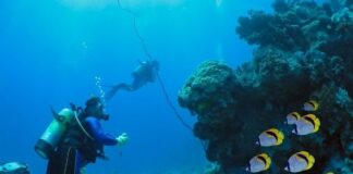 5 Types Of Commercial Divers: Their Lists of Tasks And Responsibilities