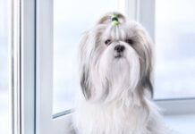 The Cutest Small Dog Breeds You Can Easily Adopt