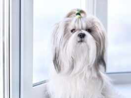 The Cutest Small Dog Breeds You Can Easily Adopt