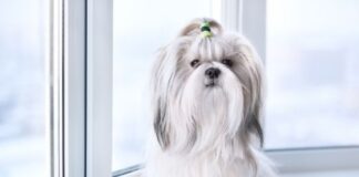 The Cutest Small Dog Breeds You Can Easily Adopt