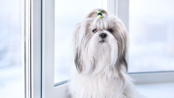 The Cutest Small Dog Breeds You Can Easily Adopt