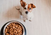 The Secret to a Healthy Dog Diet