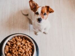 The Secret to a Healthy Dog Diet