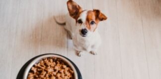 The Secret to a Healthy Dog Diet