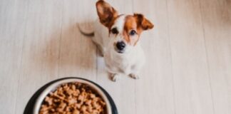 The Secret to a Healthy Dog Diet