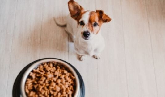 The Secret to a Healthy Dog Diet