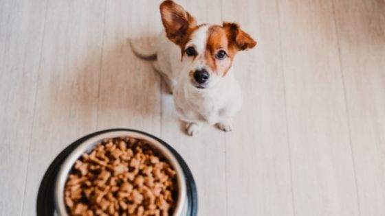 The Secret to a Healthy Dog Diet