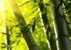 A Comprehensive Guide to Bamboo and Its Numerous Uses