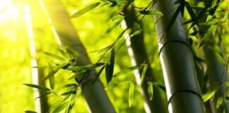 A Comprehensive Guide to Bamboo and Its Numerous Uses