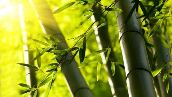 A Comprehensive Guide to Bamboo and Its Numerous Uses