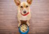 Grain Free Dog Foods - How It Helps Your Pet Stay Healthy