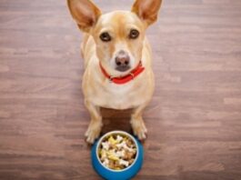 Grain Free Dog Foods - How It Helps Your Pet Stay Healthy