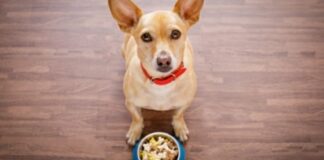 Grain Free Dog Foods - How It Helps Your Pet Stay Healthy