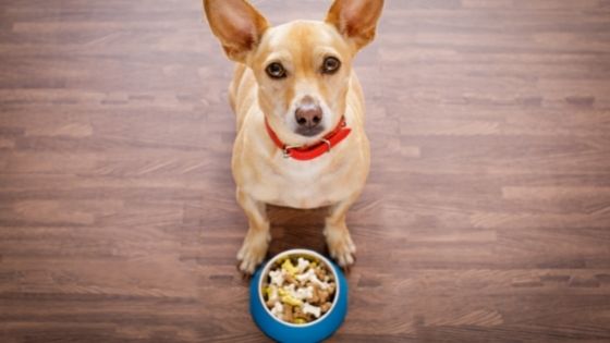 Grain Free Dog Foods - How It Helps Your Pet Stay Healthy