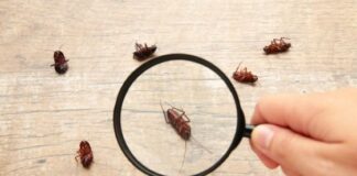 Eliminating Cockroach Infestations at Home